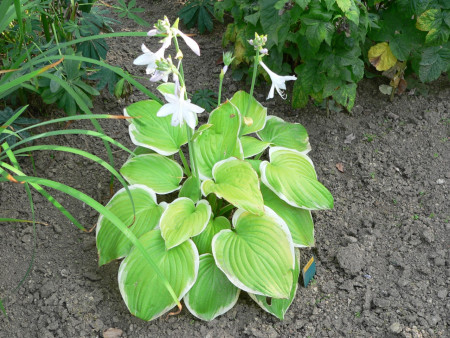 Hosta ´Fragrant Bouquet´